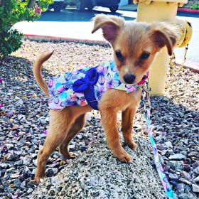 Purple Butterfly Dog Dress with Matching Leash (size: X-Large)