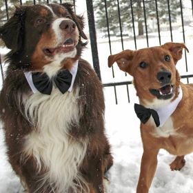 Black Satin Bowtie Collar (size: 3X-Large)