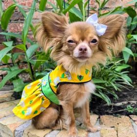 Ladybugs and Daisies Dog Dress with Matching Leash (size: large)