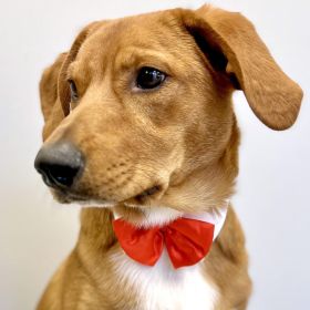 White Collar with Red Satin Bow Tie (size: large)